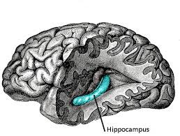 hippcampus